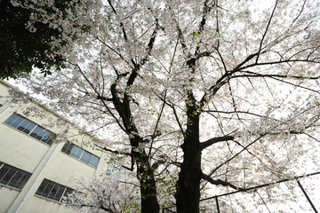 Cheery Blossom is blooming in Osaka, Japan 