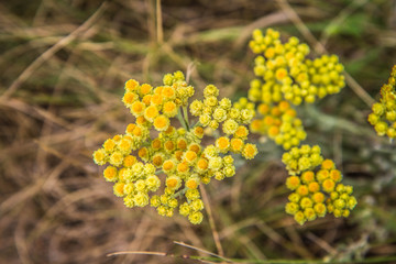 The dwarf everlast (Helichrysum arenarium) blooming in a meadow