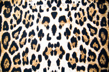 background texture leopard coloring