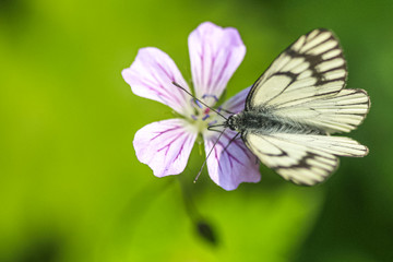 Allphotokz Butterflies 20120708 8138 1DM3