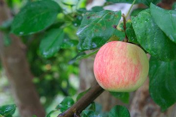 Large ripe apple on a tree branch in an orchard.