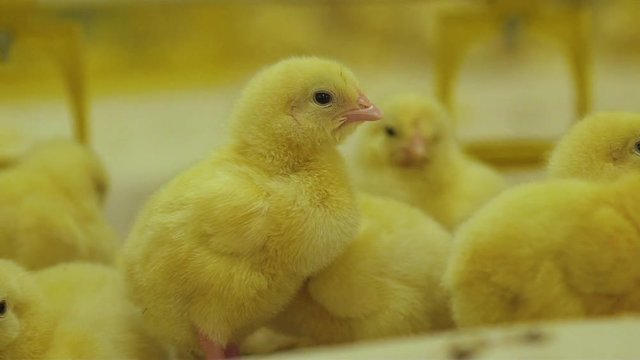 Portrait of little chickens with theirs fun behaviour at camera
