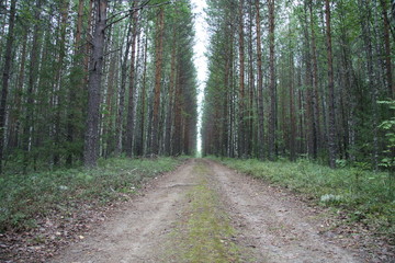 Forest road in russia pines forest
