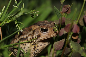frog in grass