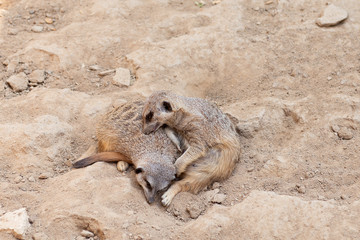 Two cute sleeping meerkats in the zoo.