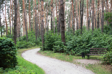 Fototapeta premium pine forest in the Park near the lake
