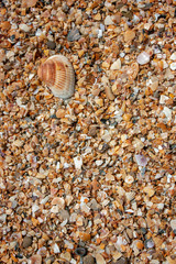 Seashells on the seashore on a sunny day. Seashore from seashells