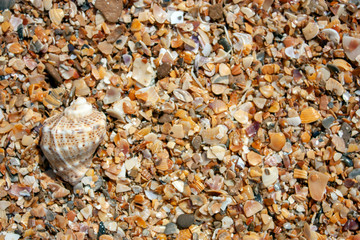 Seashells on the seashore on a sunny day. Seashore from seashells