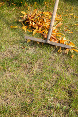 Gardener cleans a garden with the rake in autumn.
