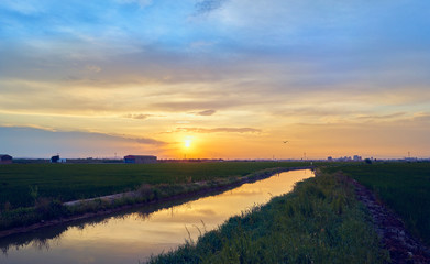 Sunset in the green fields cultivated with rice plants. July in the Albufera of Valencia