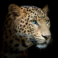  Tijger © ake