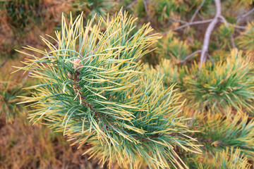 Branches of pine tree with natural background.