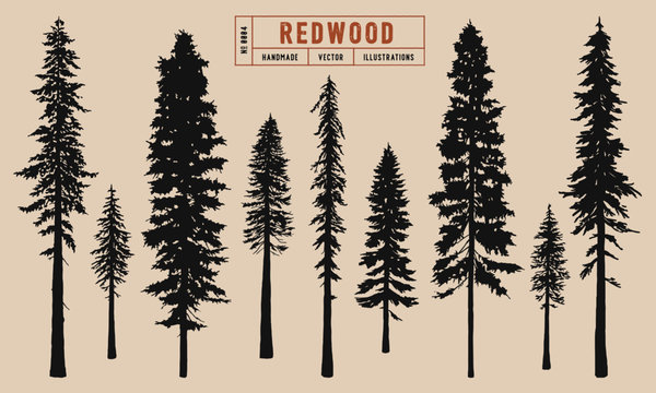 Redwood tree silhouette vector illustration hand drawn	