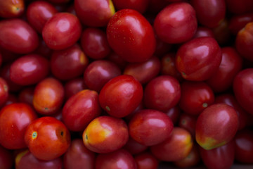 fresh colorful tomatoes in different forms collected at the farm. vegetables with defect: dark...