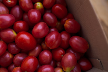 fresh colorful tomatoes in different forms collected at the farm. vegetables with defect: dark...