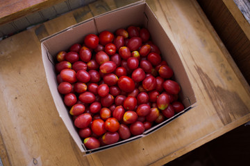 fresh colorful tomatoes in different forms collected at the farm. vegetables with defect: dark...