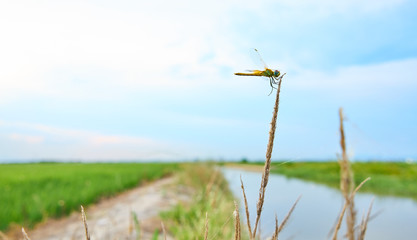 Dragonfly in the green fields grown with rice plants. July in the Albufera of Valencia