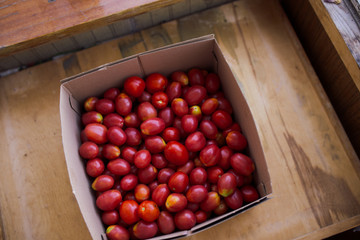fresh colorful tomatoes in different forms collected at the farm. vegetables with defect: dark...