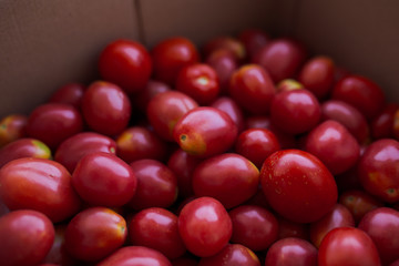 fresh colorful tomatoes in different forms collected at the farm. vegetables with defect: dark...