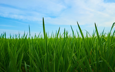 Green fields cultivated with rice plants. July in the Albufera of Valencia