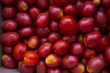 fresh colorful tomatoes in different forms collected at the farm. vegetables with defect: dark...