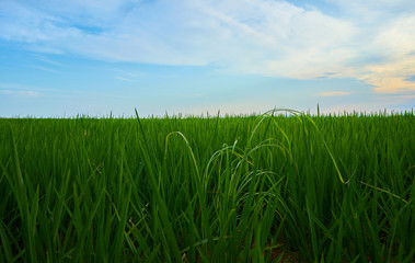 Green fields cultivated with rice plants. July in the Albufera of Valencia