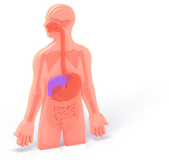 3D illustration of human anatomy with digestive system