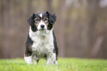 A cute tricolor mixed breed dog with floppy ears standing outdoors