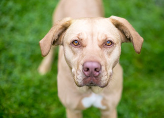 A tan Hound/Terrier mixed breed dog with floppy ears looking up at the camera