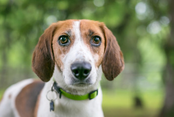A Foxhound mixed breed dog wearing a collar and tags outdoors