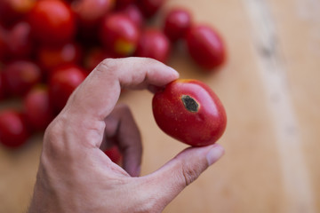 fresh colorful tomatoes in different forms collected at the farm. vegetables with defect: dark...