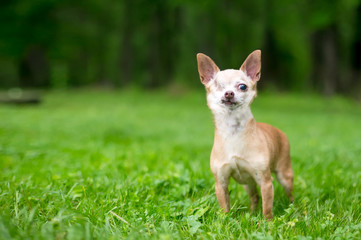 A one-eyed Chihuahua dog standing outdoors