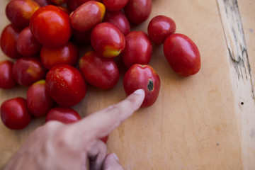 fresh colorful tomatoes in different forms collected at the farm. vegetables with defect: dark...