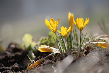 Crocuses grow under snow on a spring sunny day. Beautiful yellow primroses in the garden.