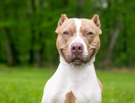 Cropped pitbull hotsell