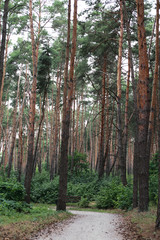 Fototapeta premium pine forest in the Park near the lake