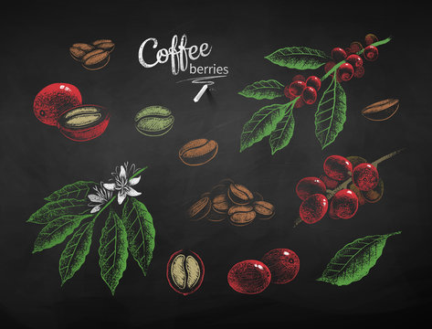 10 469 Best Coffee Plant Drawing Images Stock Photos Vectors Adobe Stock