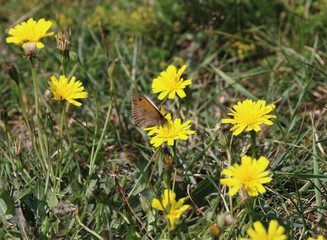 yellow dandelions in green grass