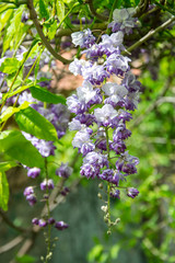 Light purple and white cluster of flowers on a tree, green leaves background, springtime flowers in the park