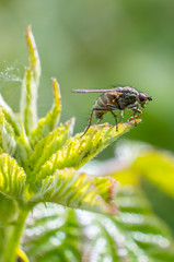 Macro photography of insects, bees, fly all made in outdoors, green background, wallpaper