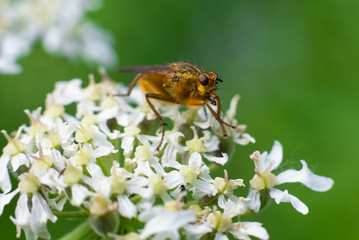Macro photography of insects, bees, fly all made in outdoors, green background, wallpaper