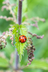Macro photography of insects, bees, fly all made in outdoors, green background, wallpaper