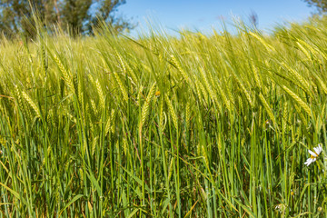 Beautiful field of cereals (wheat, barley, oats) green on a sunny spring day. Space to insert your text.