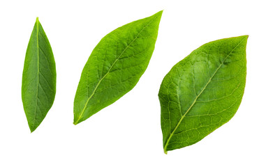 Fototapeta premium Close-up front green leaves of cranberry (blue bilberries - Vaccinium corymbosum). Isolated on white background.