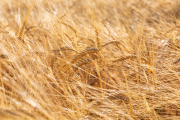 Beautiful field of cereals (wheat, barley, oats) dried and golden by the sun. Space to insert your text.