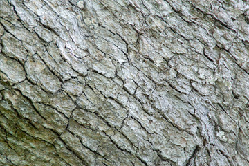 Wood bark background texture with room for copy and a grungy look.