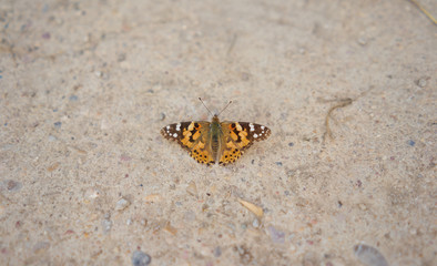 orange and brown butterfly perched on the ground