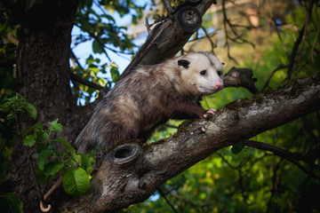 The Virginia opossum, Didelphis virginiana, in the garden