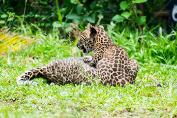 baby leopard in wildlife breeding center.