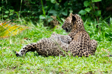 baby leopard in wildlife breeding center.